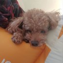 국립화천숲속야영장 | 애견동반 가능한 국립휴양림 화천숲속야영장 방문 후기