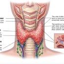 갑상선 기능 저하증의 치료와 관리 그리고 도움되는 음식 이미지