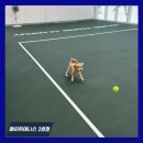 반려견 2호점 이미지