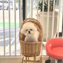 쁘띠하개 이미지