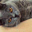 전북동물의료센터 이미지