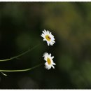 흔들리며 피는 꽃 이미지