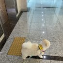 에이플동물병원 이미지