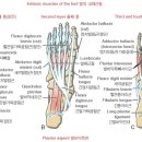 마르페인 이미지