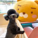 올리브네 펫살롱 이미지