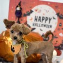 코코바리 이미지