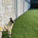 플레이독(애견유치원&호텔) 이미지