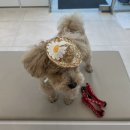 바른 정 동물병원 이미지