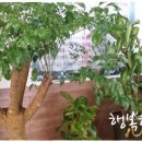 행복한 별 이미지