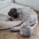 채움 동물병원 | 고양이 혈뇨 재발. 카데타 2차 수술후기 부천동물병원 채움동물병원 고양이 방광염 재방문후기