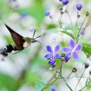 공존(共存) 이미지