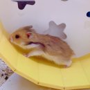 햄동대장 이미지