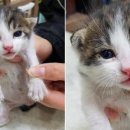 봉평동사무소 이미지