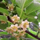 첫골농장 이미지