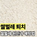 미락유통 | 쌀벌레 생겼다고 쌀버리지 마세요! 없애는 법과 제거제 예방 총정리
