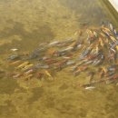 금어농장 이미지