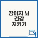 건강한온누리약국 | 강아지 뇌건강영양제 810fc 사용 후기