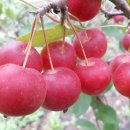 알프스 농장 이미지