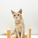 고양이 치은염 예방 | “캣디피 고양이 칫솔치약” 솔직후기