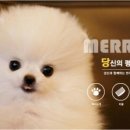 메리펫샵 이미지