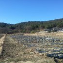 지리산꾸지뽕농장 이미지