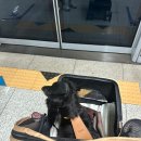 밀크숑 애견샵 | :: 2025 송도 마이펫페어 :: 반려동물 박람회 정보 및 후기 🐕