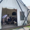 골드펫리조트 이미지