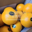 맛있는 오렌지 고르는 법 과 보관방법 과 과소담 오렌지 후기