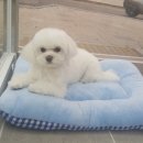 몽쭈쭈 이미지
