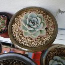 아델라농장 이미지