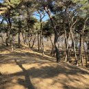 고란사 - 1398 | 충청남도 부여군 낙화암,고란사 방문 후기