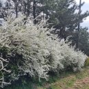 광려천 남로 이미지