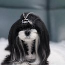 태원켄넬 이미지