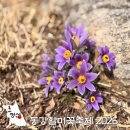 꽃초롱자연학습장 | 정선 동강할미꽃축제 2026 첫날 방문후기 강원도 3월 봄꽃 축제