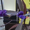 블루세이지 이미지