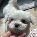 꼬순내 이미지