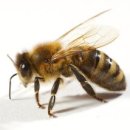 베르나르 베르베르, 꿀벌의 예언, 전쟁, 역사, 과학, 허구가 만나 직조한 기상천외한 소설 이미지