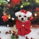 콩이네 이발소 이미지