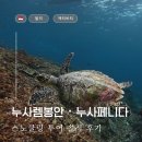 [발리/액티비티] 누사렘봉안 &amp; 누사페니다 스노클링 투어 내돈내산 솔직후기