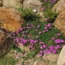 야생화 민박 이미지