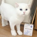 메타플렉스 | 고양이 유산균, CMG 제약 영양제 추천 (메타바이오틱스 플렉스)