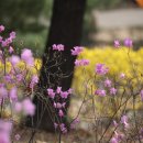 경기도 수원시 권선구 권중로 171 | 개나리 진달래꽃 활짝 핀 경기도평생학습관 근처 권선중앙공원