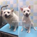 59펫살롱 이미지