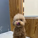 도도그루밍 이미지