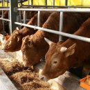 현대한우 이미지