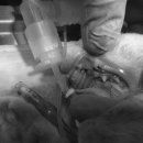 대천동물병원 이미지