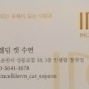 인셀덤캣수연
