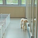 옐레드 애견유치원 & 호텔 고양덕은점 이미지