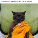 달인의찜닭 이미지