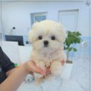 꽃강아지 이미지
